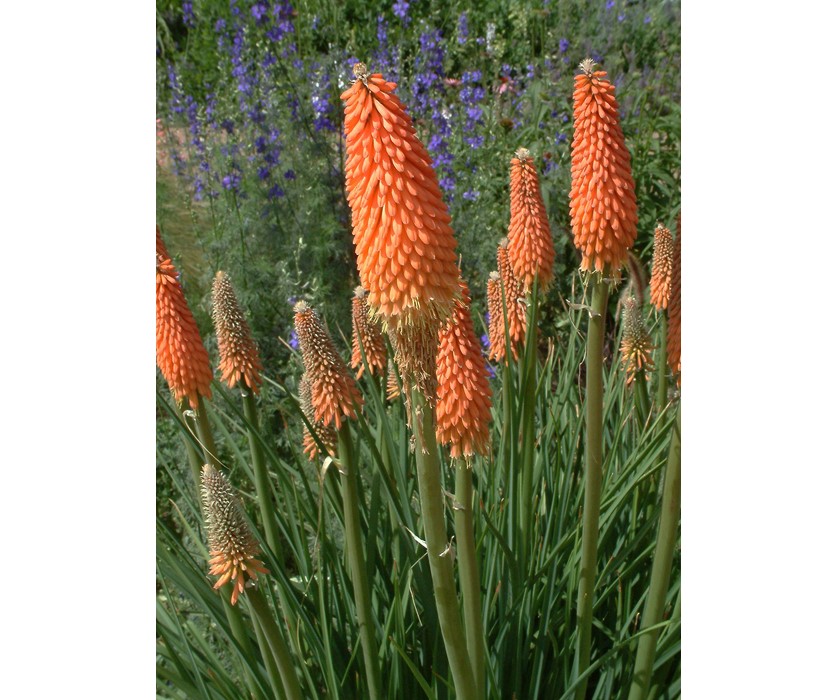 Torch Lily